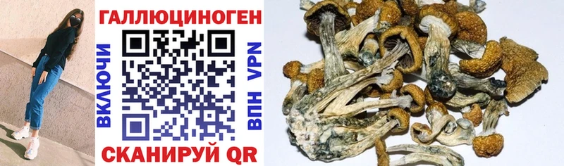 Псилоцибиновые грибы GOLDEN TEACHER Кореновск